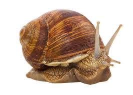 The Snail nation gaint snail