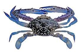 Blue Swimming Frozen Crab