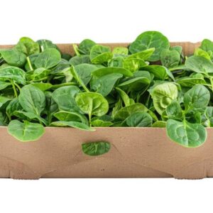 Fresh spinach Box