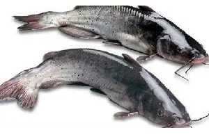 Frozen gutted catfish(size 800 up)