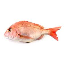 Red bream fish 500-700