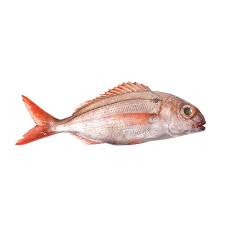 Red Snapper 200-400