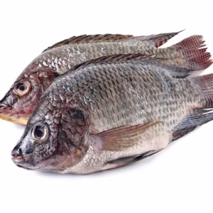 Tilapia 500-800