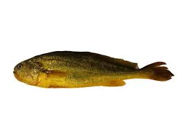 Yellow croaker fish